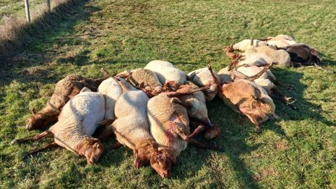 24 brebis sur les 28 appartenant à Gabriel Binon ont été vraisemblablement tuées par un loup à Sarrey en Haute-Marne pendant la nuit de Noël.